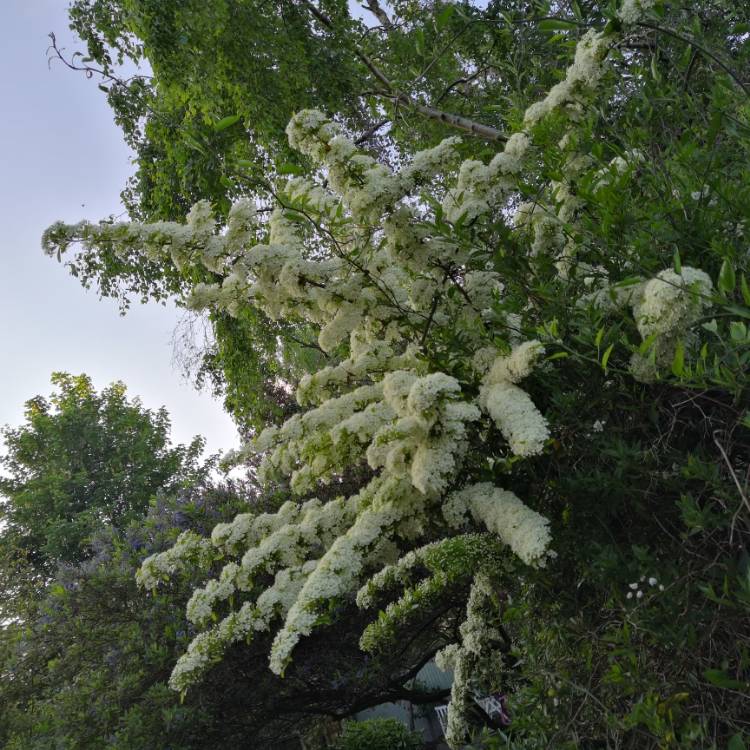 plant image 726478
