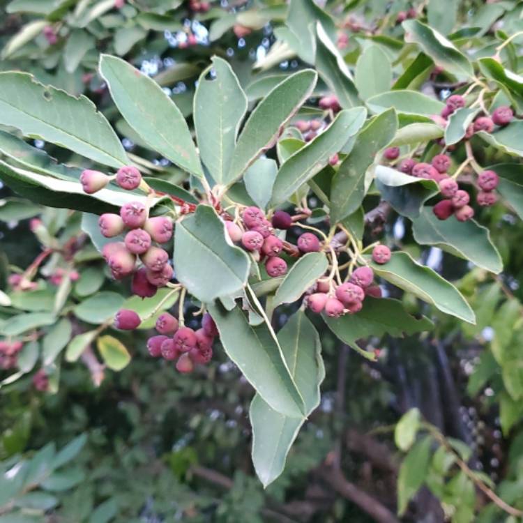 Plant image Citrus Japonica