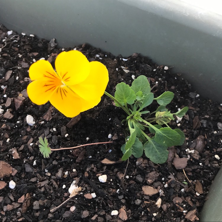 Plant image Viola 'Sorbet Orange Jump Up'
