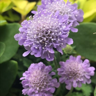 Scabiosa columbaria 'Blue Note'