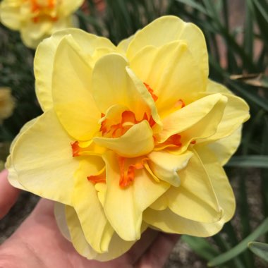 Narcissus