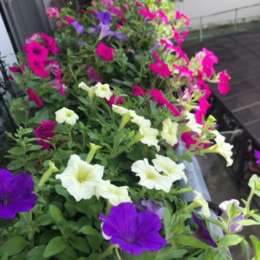 Petunia