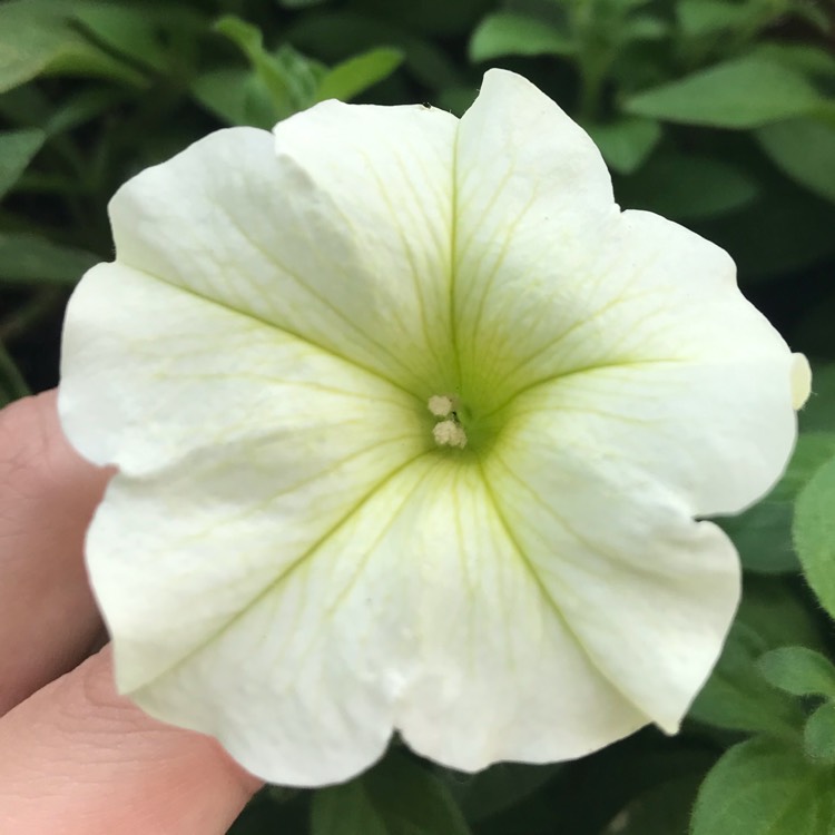plant image 1110819 plant image 1110819