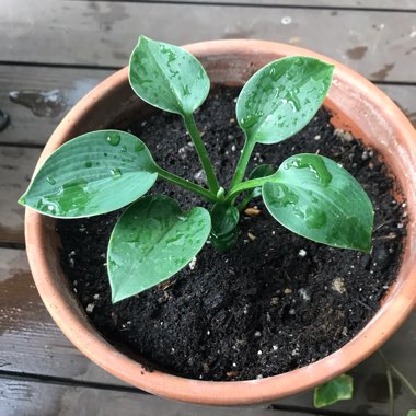 Hosta tokudama f. flavocircinalis
