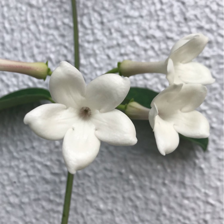 plant image 1129697