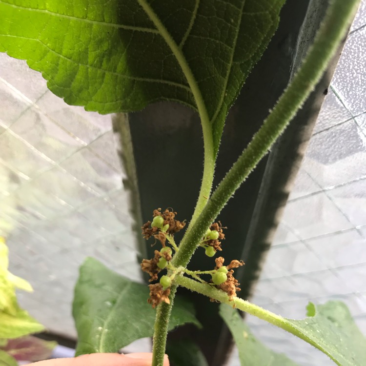 Plant image Callicarpa dichotoma