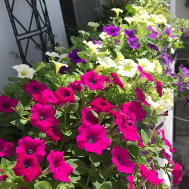 Petunia