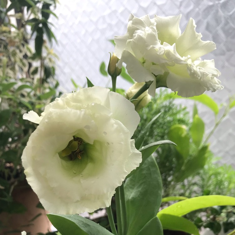 Plant image Eustoma russellianum