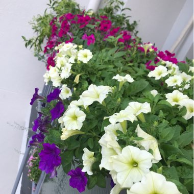 Petunia
