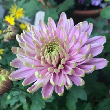 Chrysanthemum x hybridum 'Princess Charlotte'