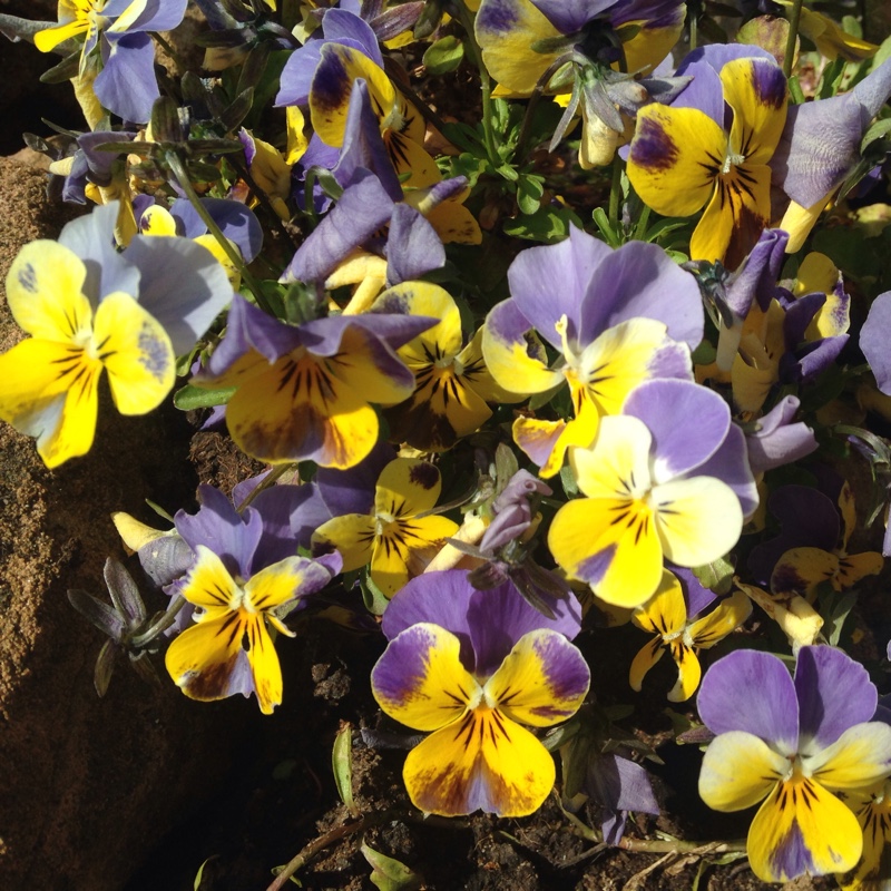 Plant image Viola tricolor