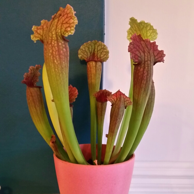 plant image 881922
