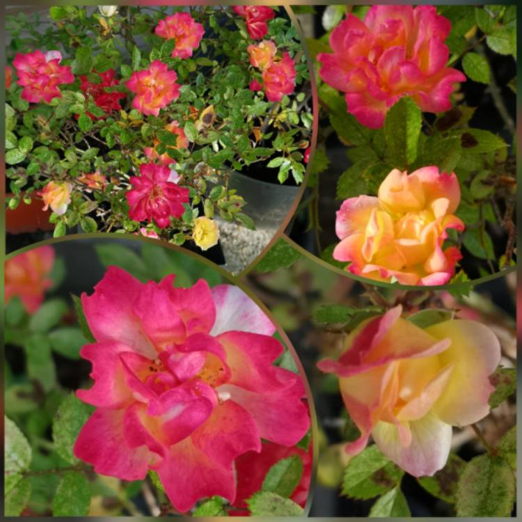 Plant image Rosa 'Yellow Dream'