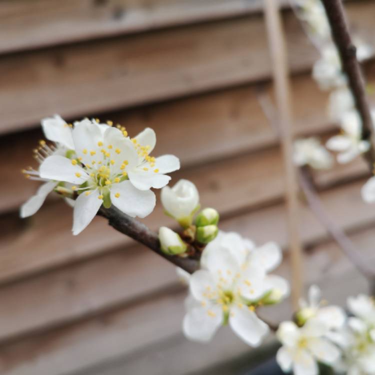 plant image 1257313