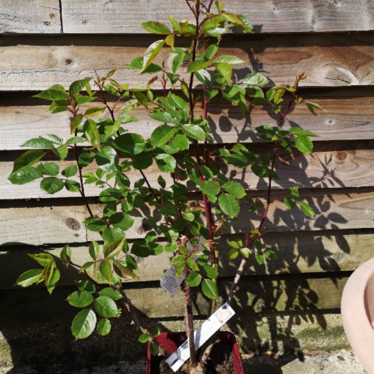 plant image 1262024