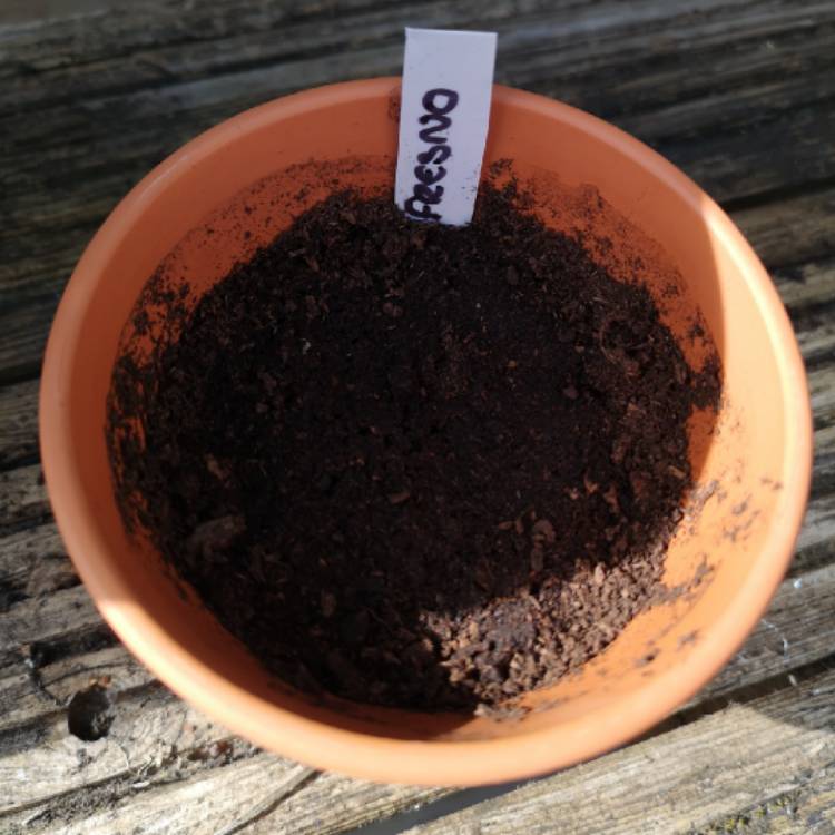 Plant image Capsicum Annuum 'Fresno'