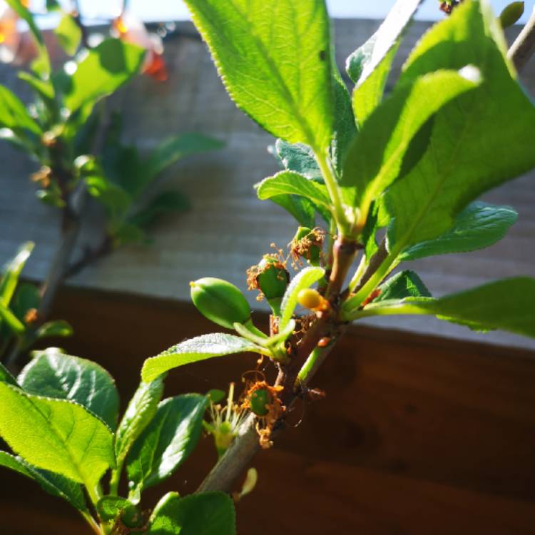 plant image 1277474