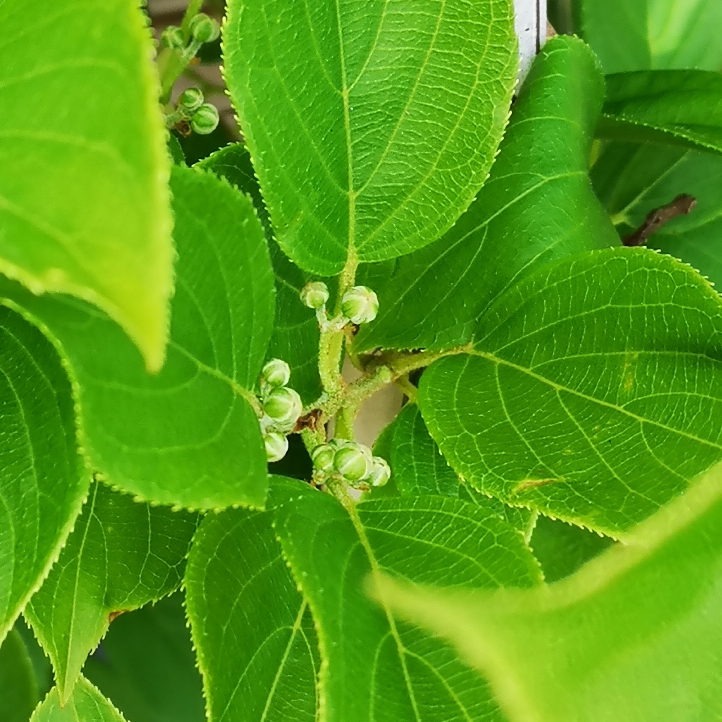 plant image 1281165 plant image 1281165