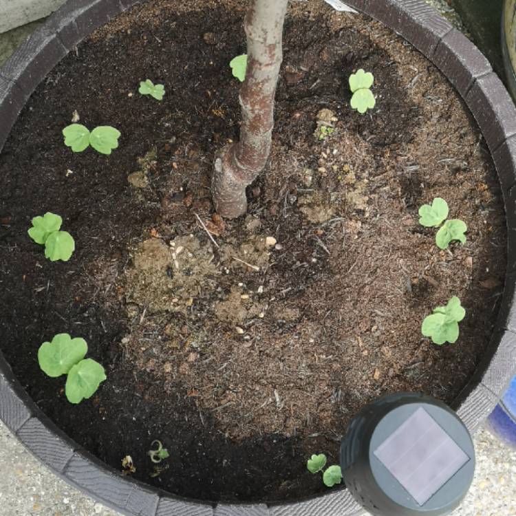 plant image 1281167 plant image 1281167