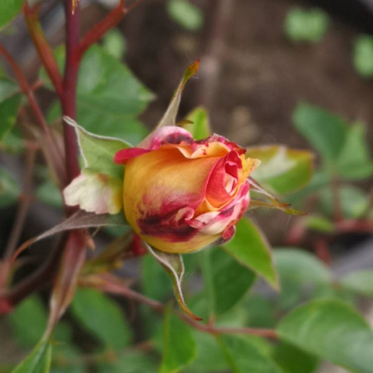 plant image 1281168