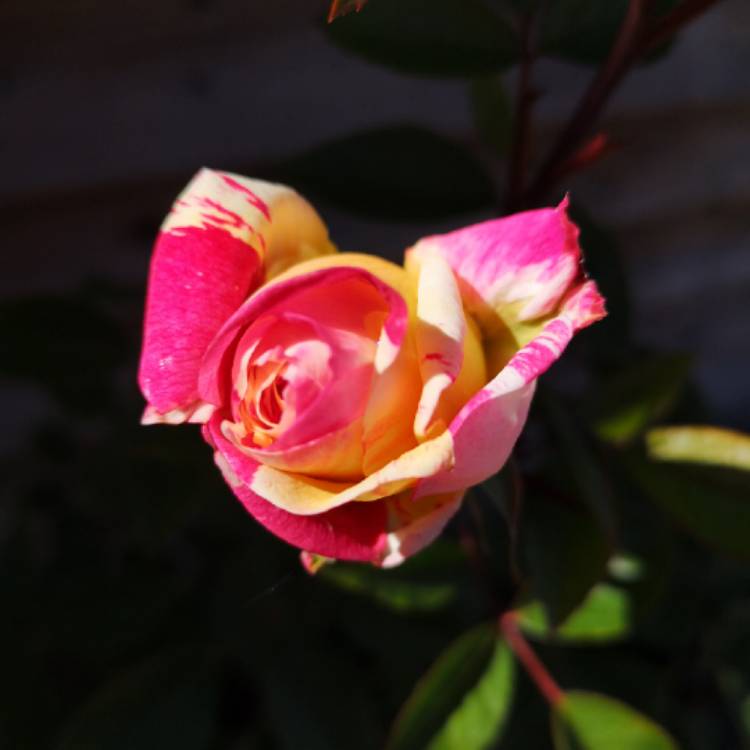 plant image 1284706