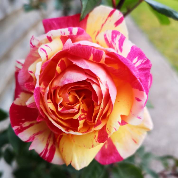 plant image 1288705