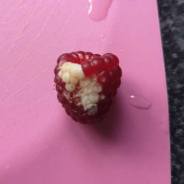 Rubus Idaeus 'Polka'