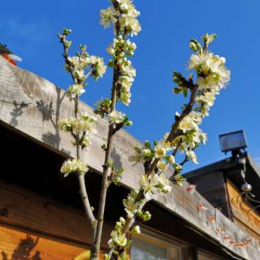 Prunus domestica 'President'