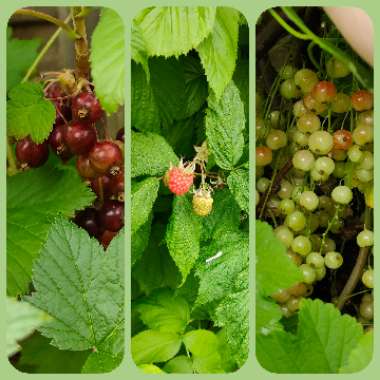 Claire's garden