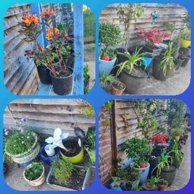 Claire's garden