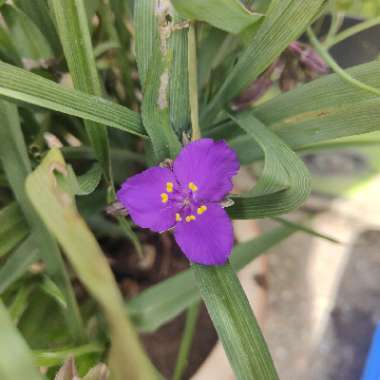 Virginia Spiderwort