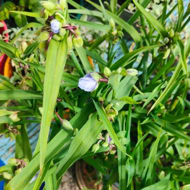 Spiderwort