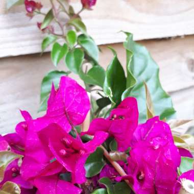 Bougainvillea 'Vera Deep Purple'