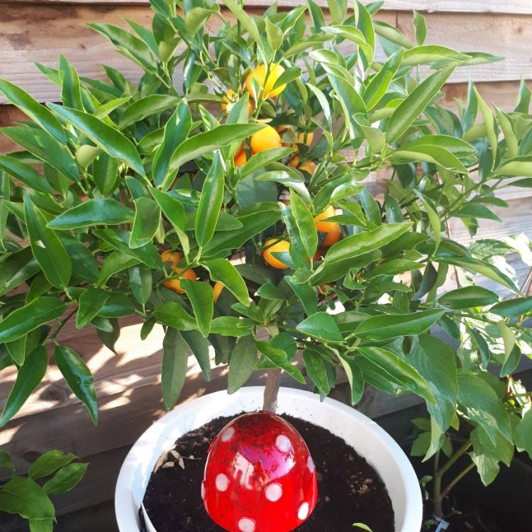 plant image 759626