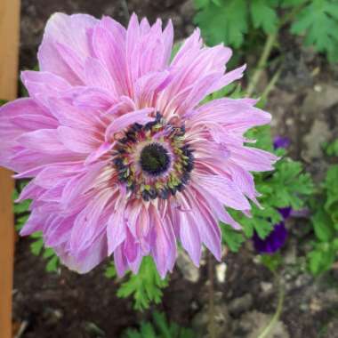 Anemone coronaria De Caen (Mix)