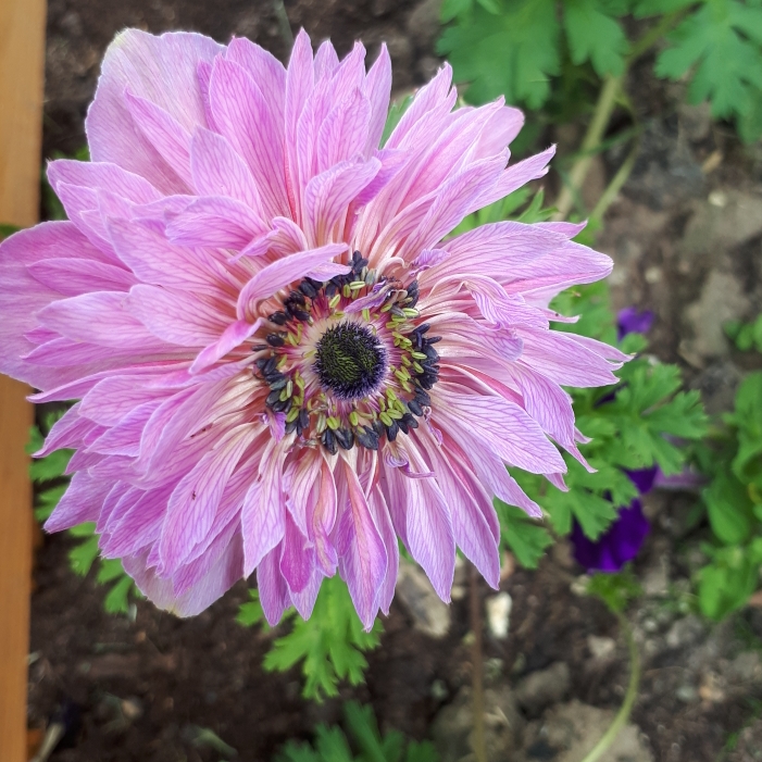 plant image 771774 plant image 771774