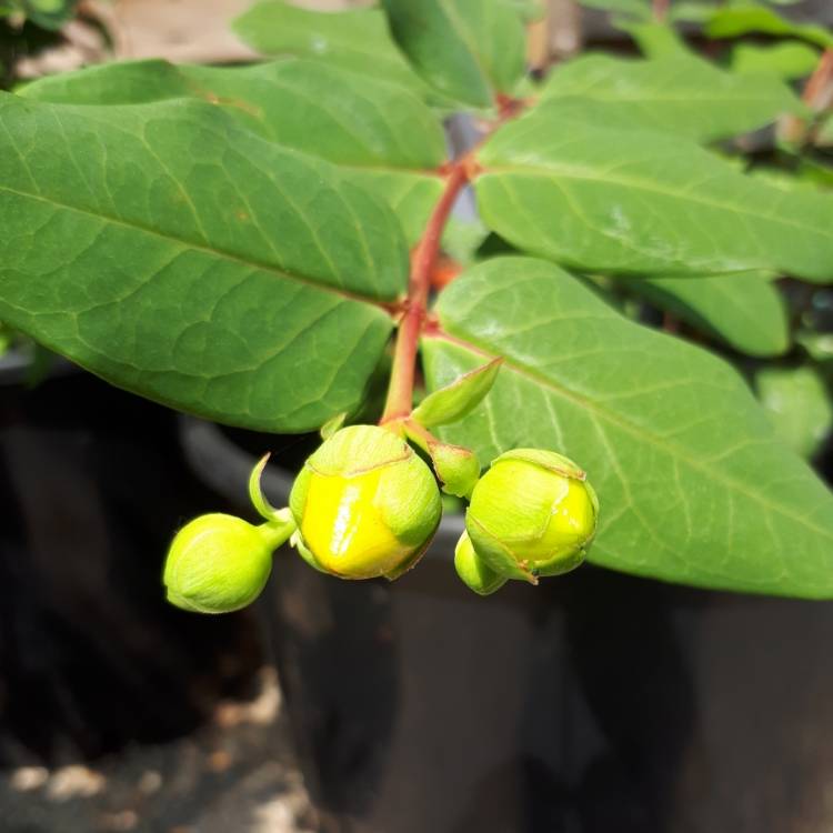 Plant image Hypericum x moserianum 'Little Misstery'