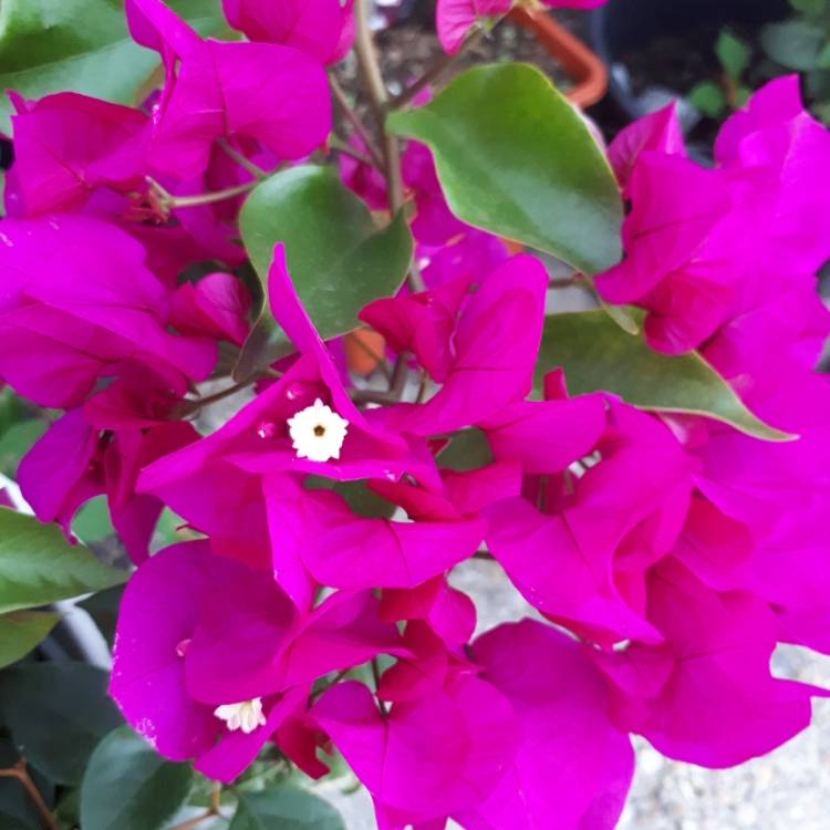 plant image 773400
