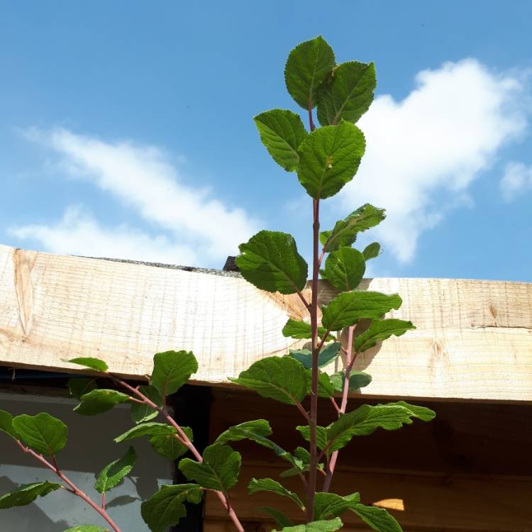 plant image 784548