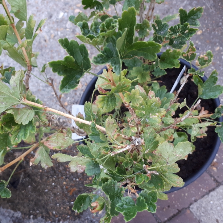 plant image 788522 plant image 788522