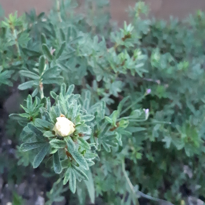 Plant image Potentilla fruticosa 'Red Ace'