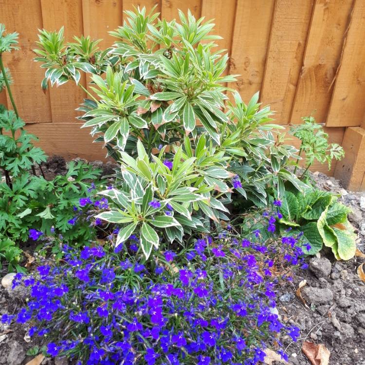 Plant image Pieris japonica 'White Rim'