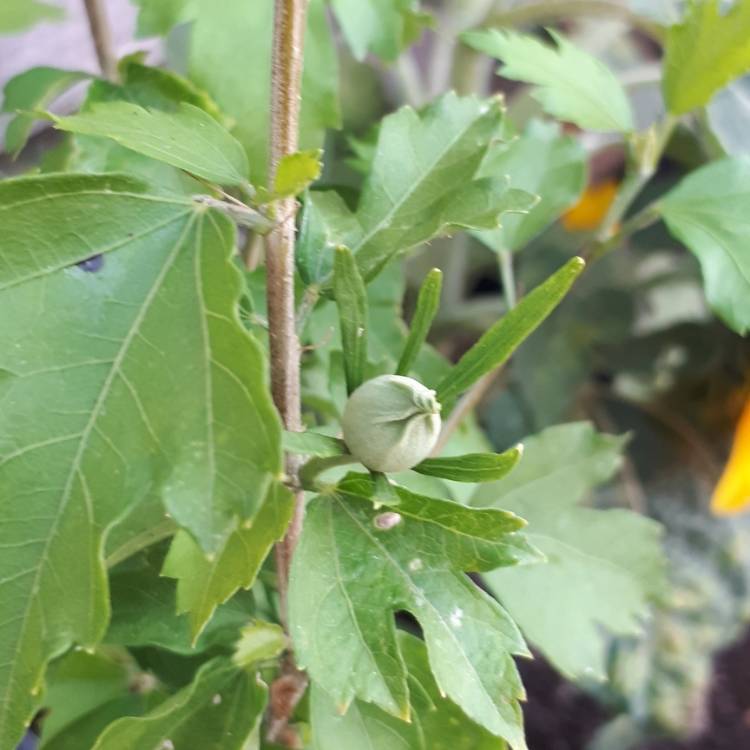 plant image 810510
