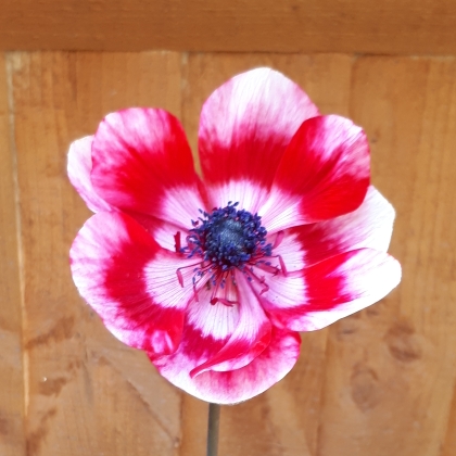 plant image 811915 plant image 811915