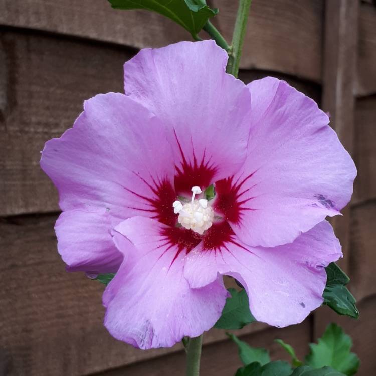 plant image 820917 plant image 820917