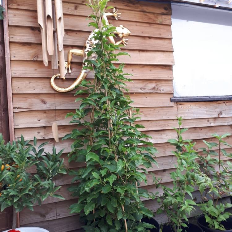 Plant image Actinidia arguta 'Issai'