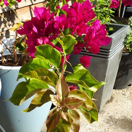 plant image 837020