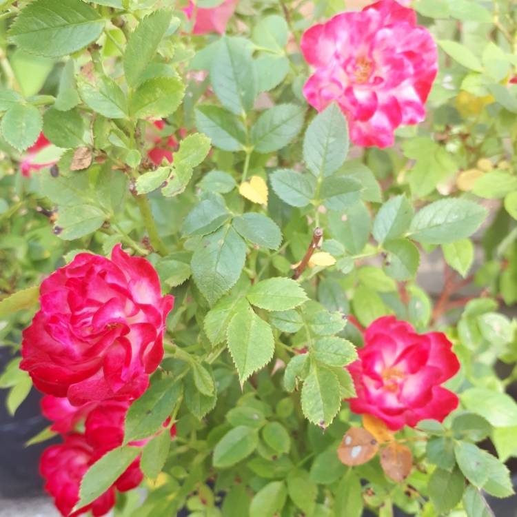 Plant image Rosa 'Pink Tiara'