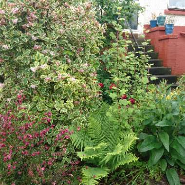Claire's garden