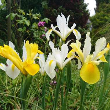 Claire's garden